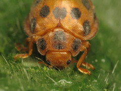 Epilachna tredecimnotata