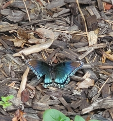Limenitis arthemis