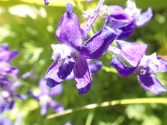 Delphinium depauperatum
