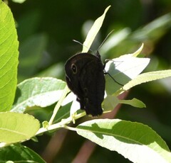 Cercyonis sthenele