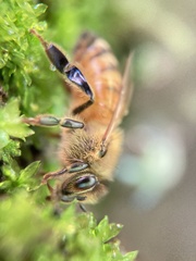 Apis mellifera