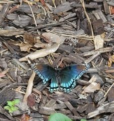 Limenitis arthemis