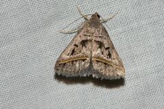 Acantholipes trajecta