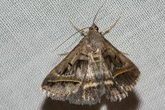 Acantholipes trajecta