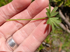 Delphinium depauperatum