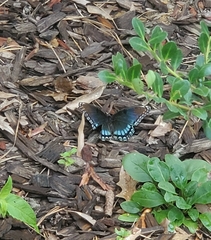 Limenitis arthemis