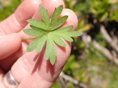 Delphinium depauperatum