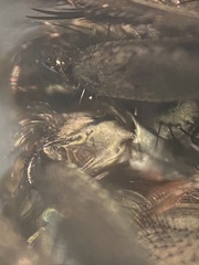 Macronychia striginervis