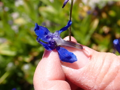 Delphinium depauperatum