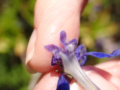 Delphinium depauperatum