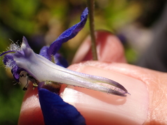 Delphinium depauperatum