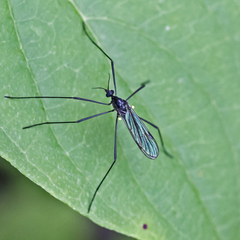 Gnophomyia tristissima