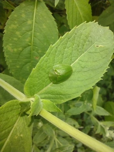 štítnatec zelený (Cassida viridis)