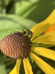 Augochlorini