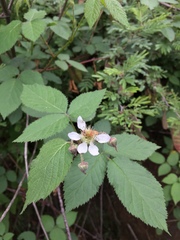 Rubus pringlei