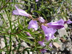 Penstemon lyallii