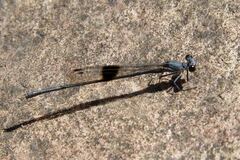 Nososticta kalumburu