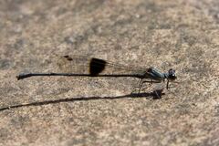 Nososticta kalumburu