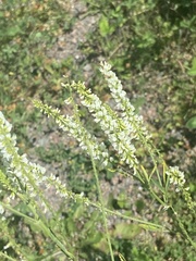 Melilotus albus image