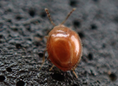 Anamorphidae