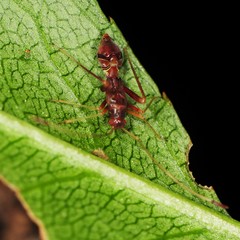 Paraxenetus guttulatus