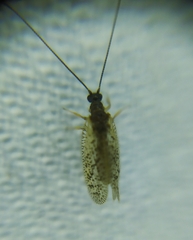 Psectra diptera