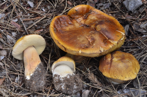 Boletus edulis