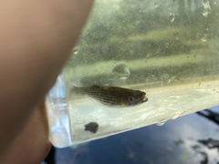 Fundulus lineolatus