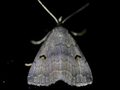 Phalaenostola hanhami