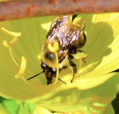 Anthophora bomboides bomboides