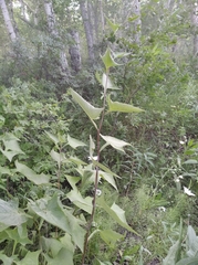 Parasenecio hastatus