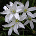 Ornithogalum baeticum - Photo (c) jacinta lluch valero, some rights reserved (CC BY-SA)