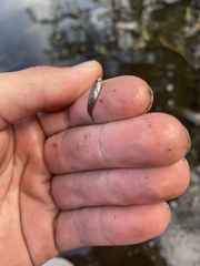 Fundulus lineolatus