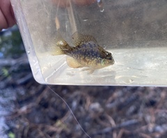 Enneacanthus gloriosus