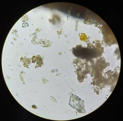 Encyonopsis hustedtii