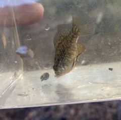 Enneacanthus gloriosus