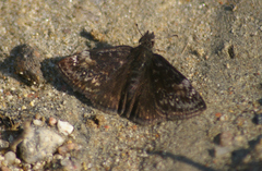 Erynnis lucilius