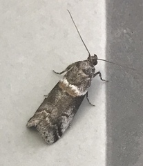 Acrobasis tricolorella