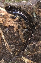 Desmognathus carolinensis