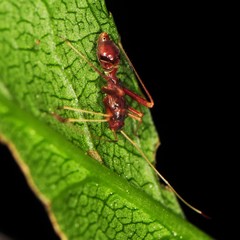 Paraxenetus guttulatus