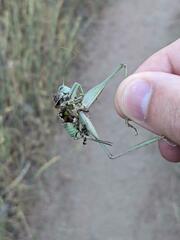 Idiostatus variegatus