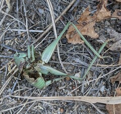 Idiostatus variegatus