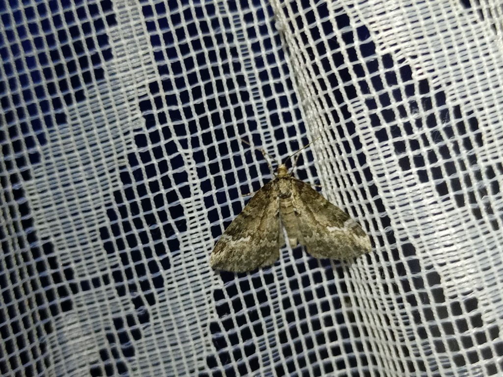 Perizoma lugdunaria