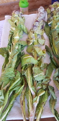 Saussurea involucrata