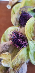 Saussurea involucrata, photograph Urgamal Magsar, CC BY, iNaturalist via GBIF