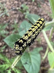 Alypiodes flavilinguis