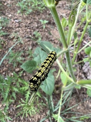 Alypiodes flavilinguis