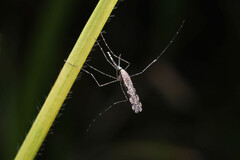 Anopheles annulipes