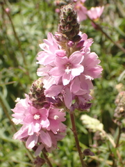 Sidalcea oregana spicata
