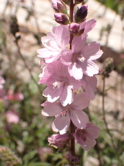 Sidalcea oregana spicata